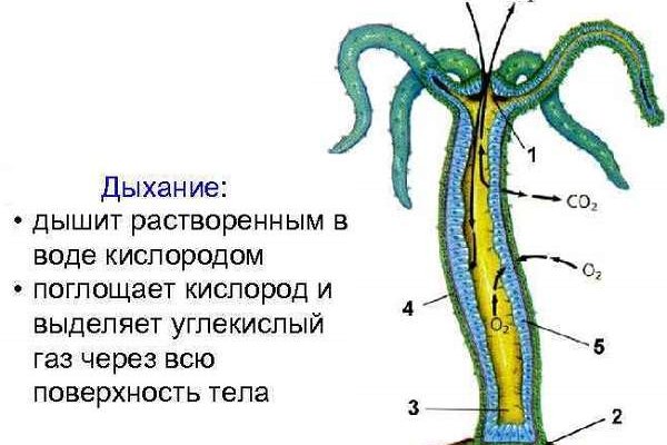 Ссылка на кракен официальный сайт